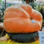 Chiang Mai: Thailand&#8217;s biggest pumpkin weighs 380 kilos | Thaiger