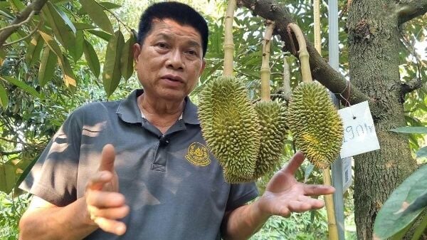 Thai durian dismay: Growers feeling ‘fruit-ile’ as production plummets