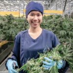 Why cannabis grown outside in the sun is better | Thaiger