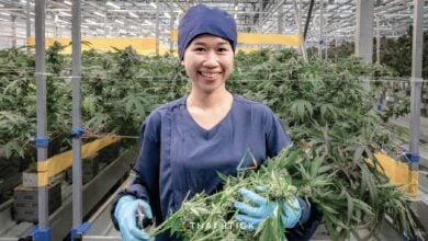 Why cannabis grown outside in the sun is better