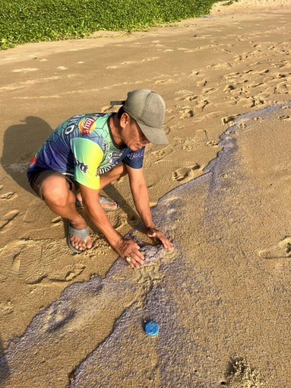 Krill-iant phenomenon: Millions wash ashore a Phuket beach | News by Thaiger