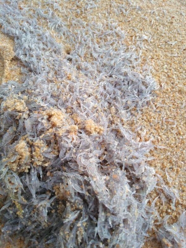 Fenomen krill-iant: Milijuni naplavljeni na obalu plaže Phuket |  Vijesti od Thaiger