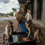 Second phase of macaque relocation kicks off at historic park | Thaiger