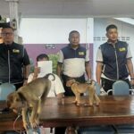Wildlife trafficker nabbed with protected macaques in Narathiwat | Thaiger