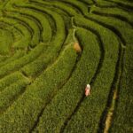 Thai rice redemption price drops ahead of farming season | Thaiger