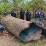 Phrae authorities foil Songkran festival illegal timber smuggling | Thaiger