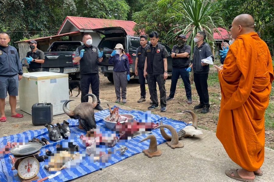 Thai abbot flees after wild animal carcasses found in his room