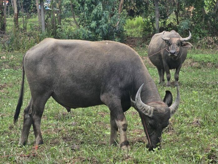 Buriram contractor gives away 7 buffaloes to prevent slaughter | News by Thaiger