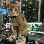 Purrilous pickle: AOT warns pet owners after airport cat caper | Thaiger
