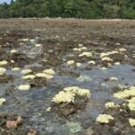 Phuket&#8217;s Ko Phai Ling closes to protect coral from bleaching | Thaiger