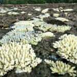 Parking the problem: Thai national parks close to revive coral reefs | Thaiger