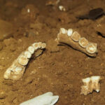 Ancient human remains and tools found in Satun&#8217;s Khao Khom Cave | Thaiger