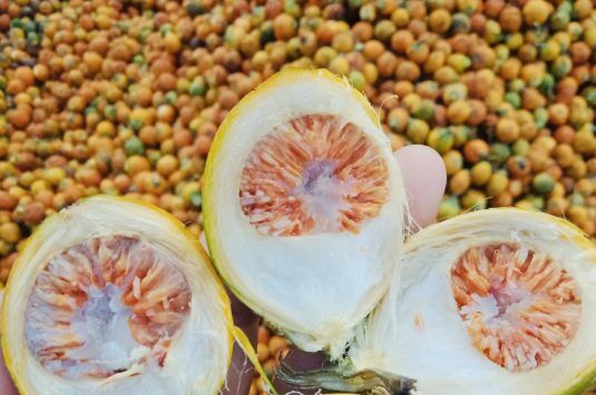 Thai betel nut exports hit by India tariffs and Myanmar conflict