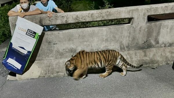 Midnight mayhem: Tiger on prowl in West Thailand, alarms locals