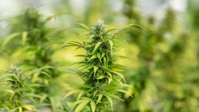 A complete guide to THC