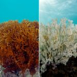 Record sea temperatures devastate coral reefs and marine life | Thaiger