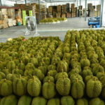 Thailand&#8217;s dominance in durian exports to China under threat | Thaiger