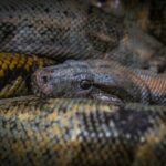 Python stuck in ceiling rescued in Ang Thong home | Thaiger