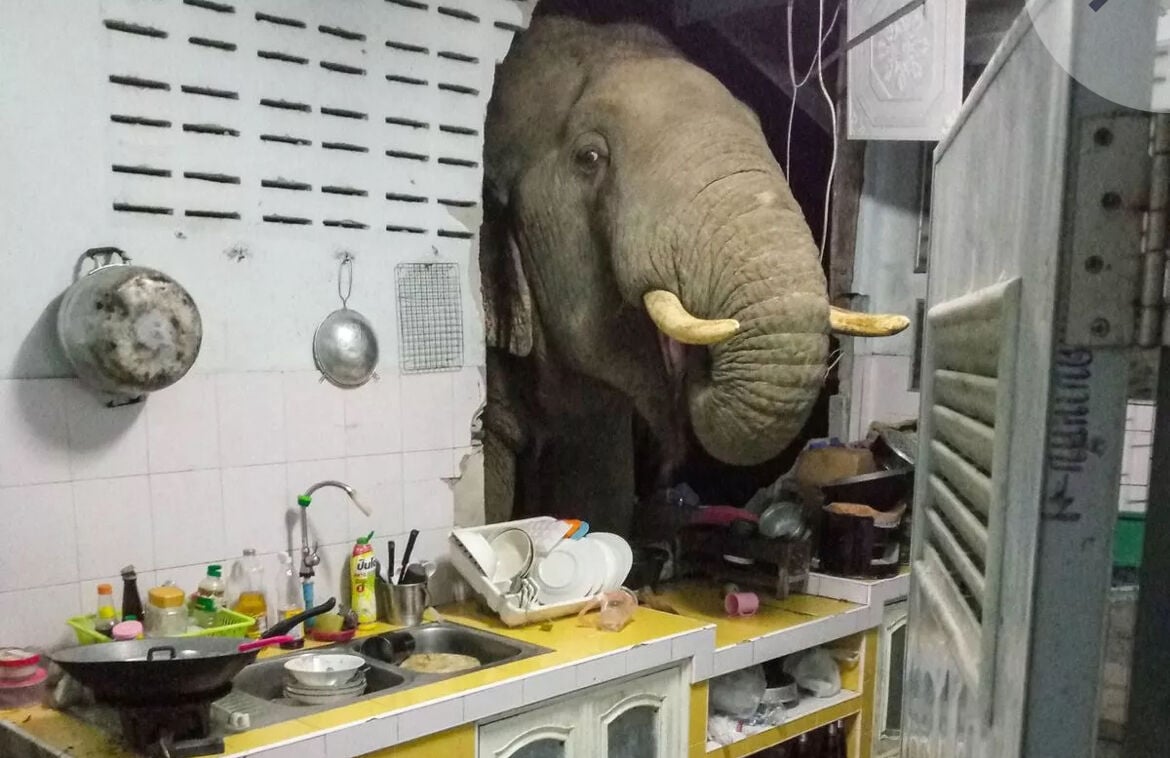 Slon u sobi: zabrinjavajući trend divljih napada na Tajlandu |  Vijesti od Thaiger