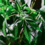 How to clone your cannabis plant | Thaiger