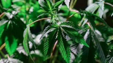 How to clone your cannabis plant