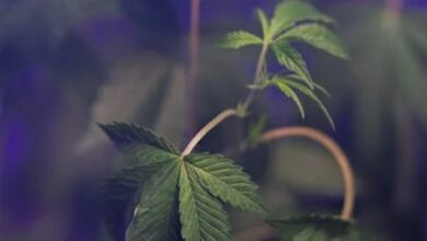 Cannabis will not kill you