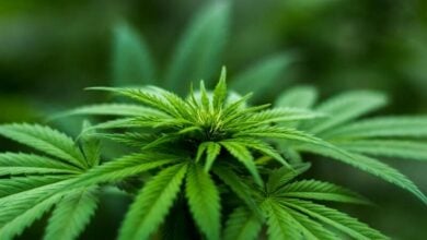 Cannabis and inclusivity in Thailand | Thaiger