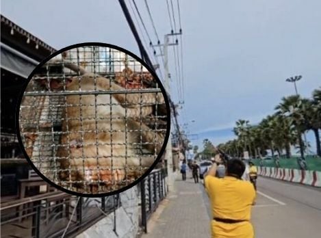 Primate patrol: Jomtien Beach monkey ‘Philip’ finally caught