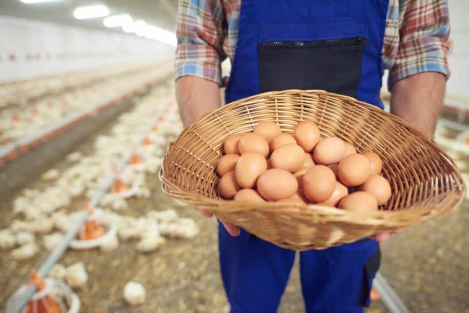 Cracking news: Egg prices to soar due to extreme weather