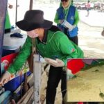 Rats on the rampage: Infestations hit Pattaya beaches | Thaiger