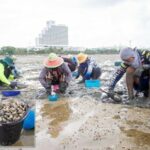 Inside the thriving world of Venus clam harvesting | Thaiger