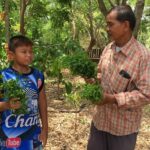 Nakhon Ratchasima farmer earns big with sweetleaf bush | Thaiger