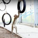 27 mischievous macaques relocated to new high-security habitat | Thaiger