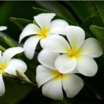 Thailand&#8217;s unique flower symbol for World No Tobacco Day | Thaiger