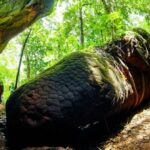 Must see Bueng Kan: Natural and cultural sites | Thaiger