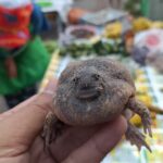 Froggy forecast: Rain brings &#8216;eung pao&#8217; craze, hopping sales in Phayao | Thaiger