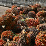 Commerce Ministry investigates oil palm price drop | Thaiger