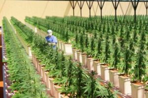 Gunkul Engineering pulls the plug on cannabis investment