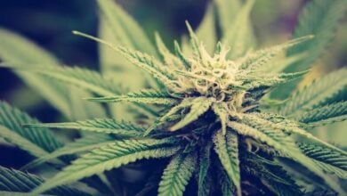 Signs you are taking too much cannabis