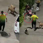 Thai policeman accused of brutally abusing cat in Phuket | Thaiger