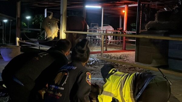 Udder chaos: Frenzied cow injures man in Chon Buri