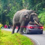 Elephant in the room: Thailand&#8217;s troubling trend of wild attacks | Thaiger