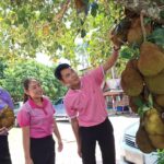 Phayao jackfruit tree bears amulet-shaped fruit, spurs lottery fever | Thaiger