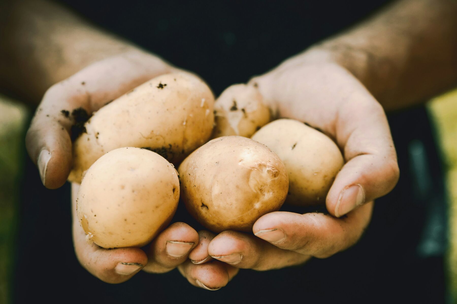 potatoes diseases