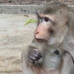 Monkey business ends: Lopburi&#8217;s underwear thief finally caught | Thaiger