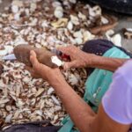 Cassava crunch: Thai exports take a dip with 16.4% drop in Q1 | Thaiger