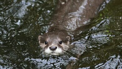 World Otter Day highlights conservation efforts in Thailand