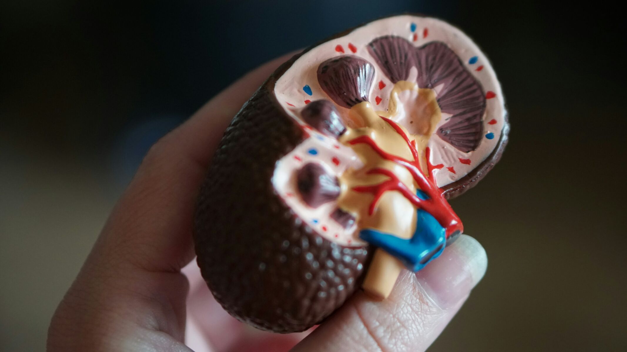 The hidden epidemic: Almost 90% of individuals do not even know they have kidney issues until it is too late | News by Thaiger