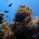 Coral catastrophe strikes Krabi&#8217;s Mu Ko Lanta Marine Park | Thaiger