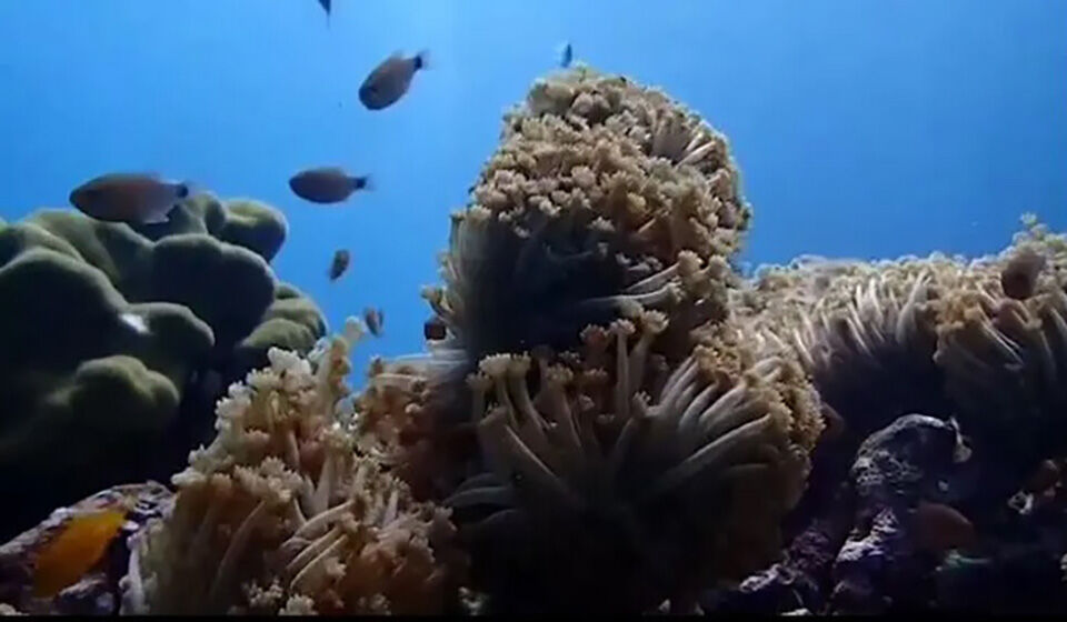 Coral catastrophe strikes Krabi’s Mu Ko Lanta Marine Park - What's On ...